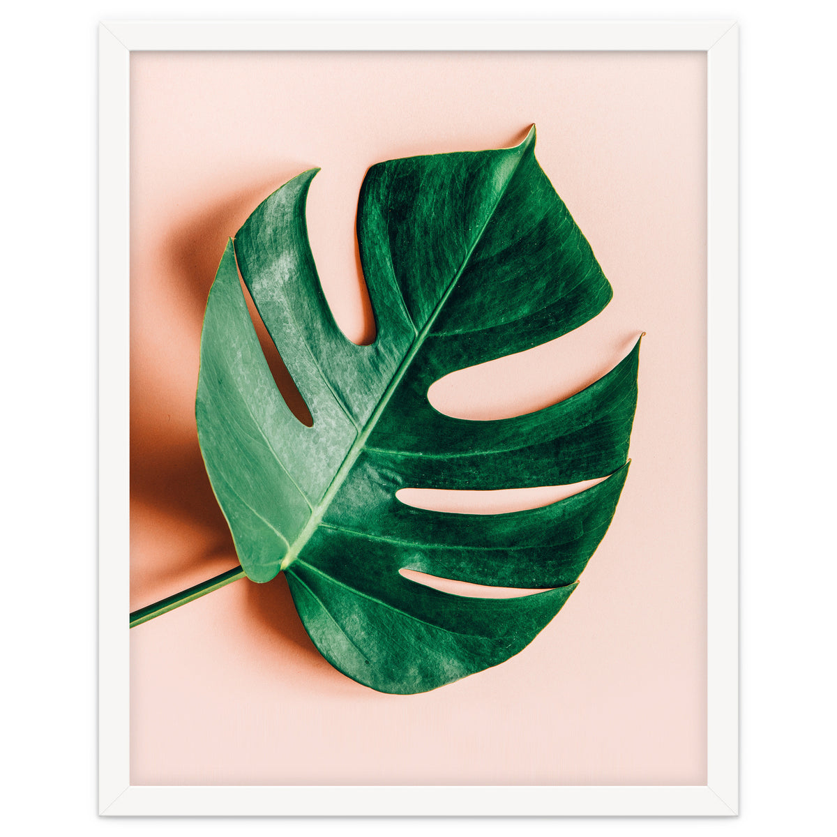 Monstera Shadow