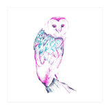 Barn Owl Pinquoise (Print Only) thumbnail