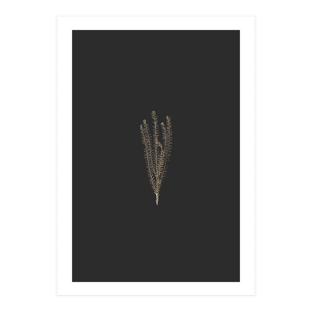Delicate Fynbos Botanicals in Gold and Black (Print Only)