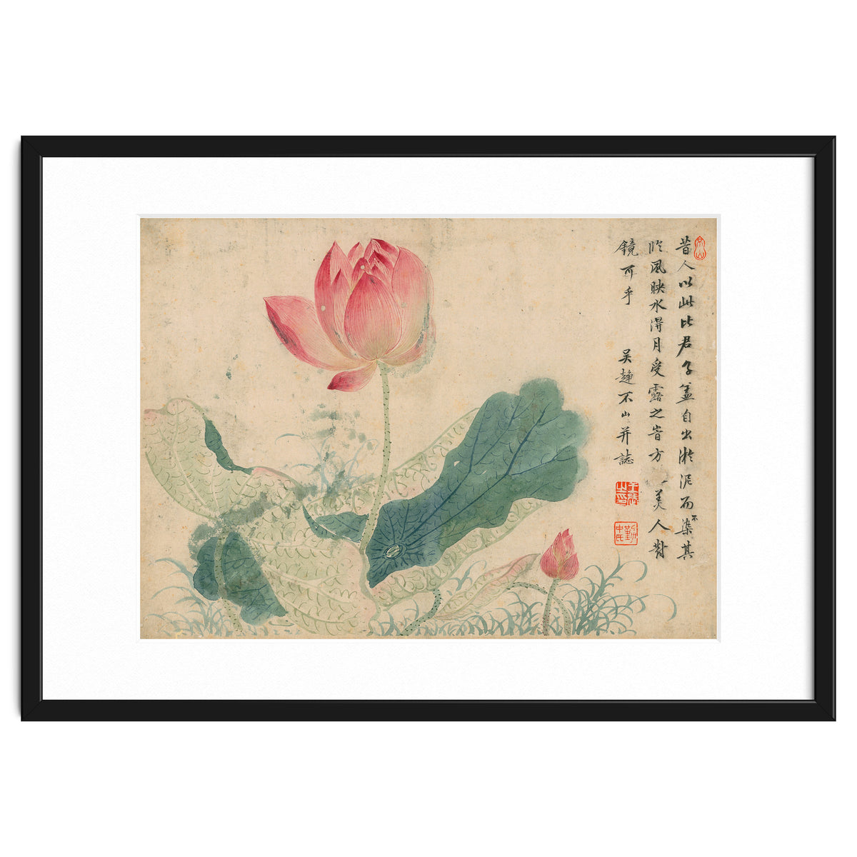 Qing Wangwu Flower album, lotus, lotus leaf, pond, copy of water grass