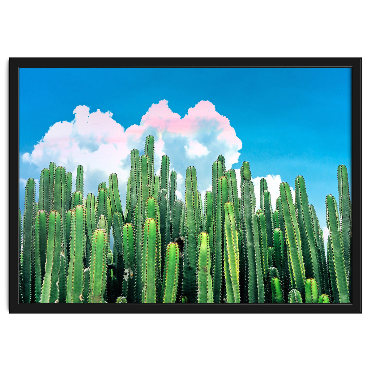 Cactus Summer