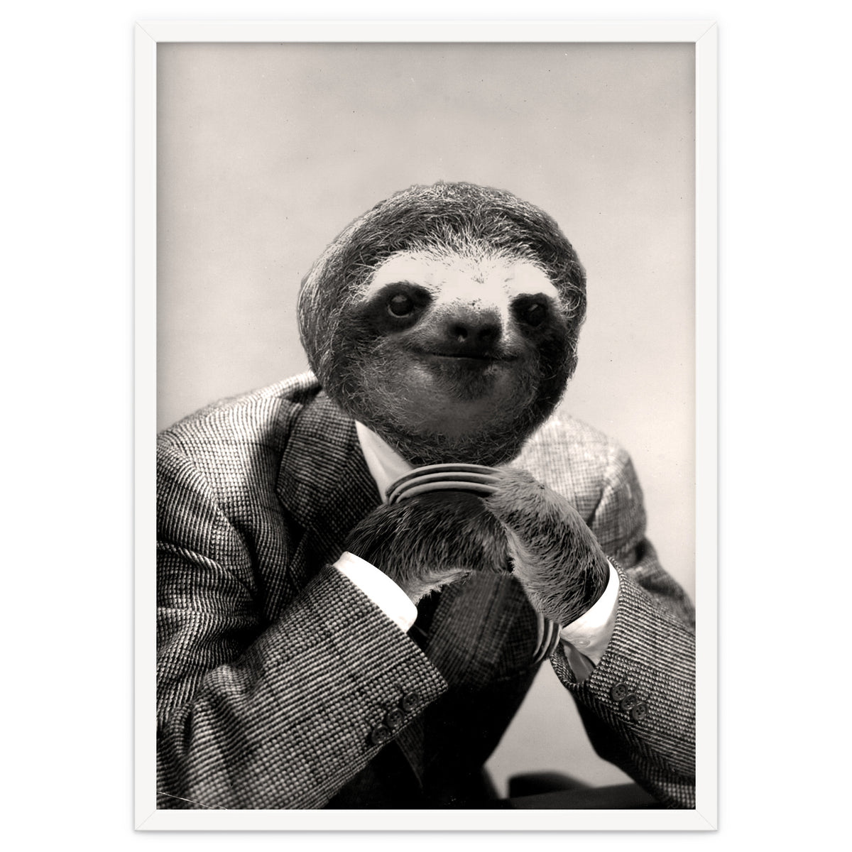 Gentleman Sloth 3