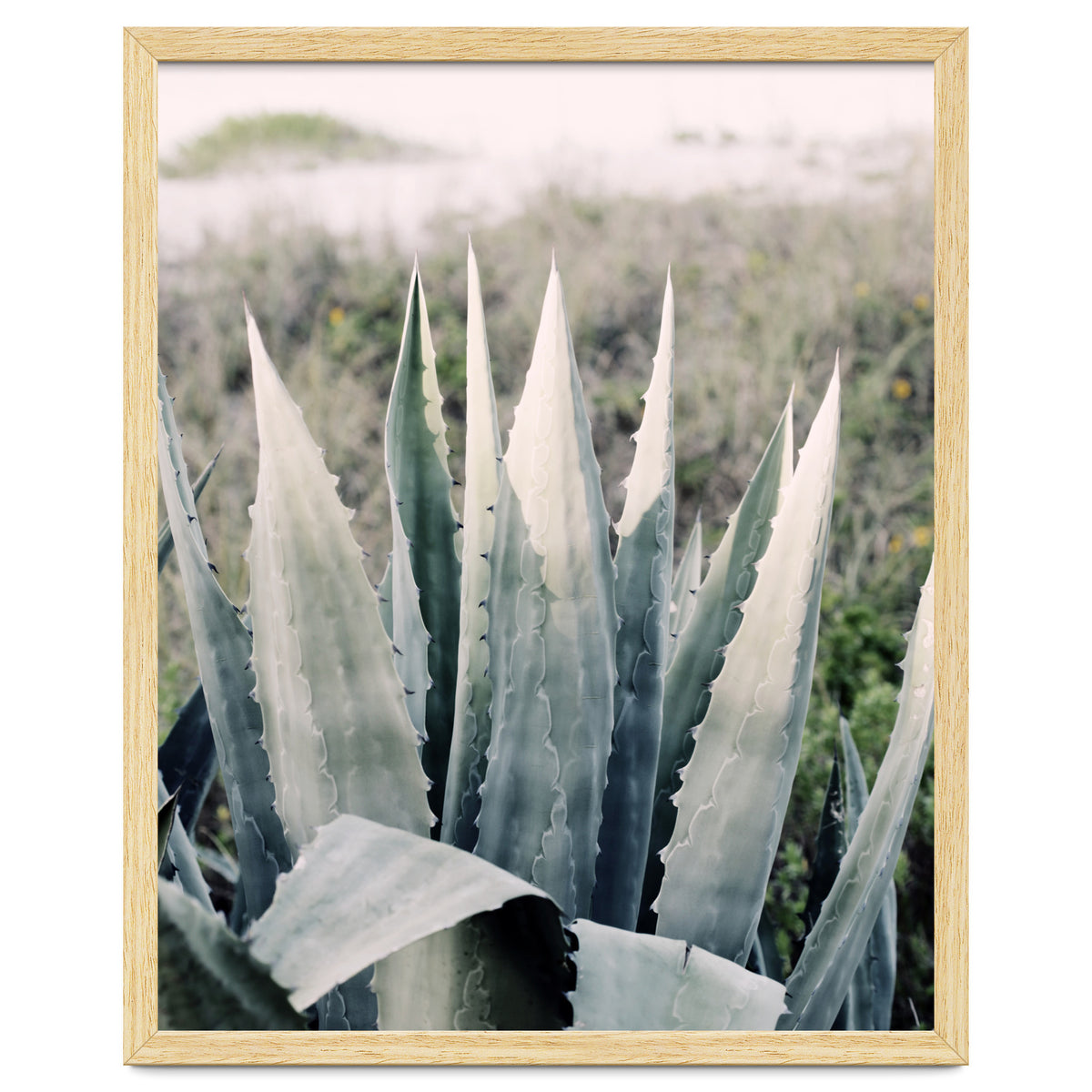 Pale Agave