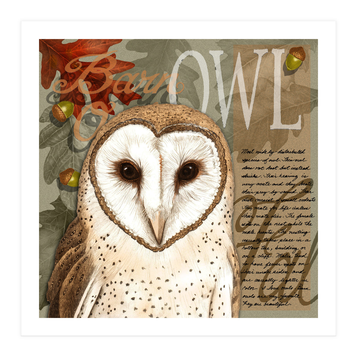 Barn Owl (Print Only)