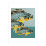 Fish Classic Designs 12 (Print Only) thumbnail