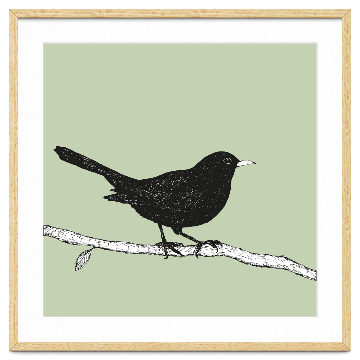Blackbird pen drawing