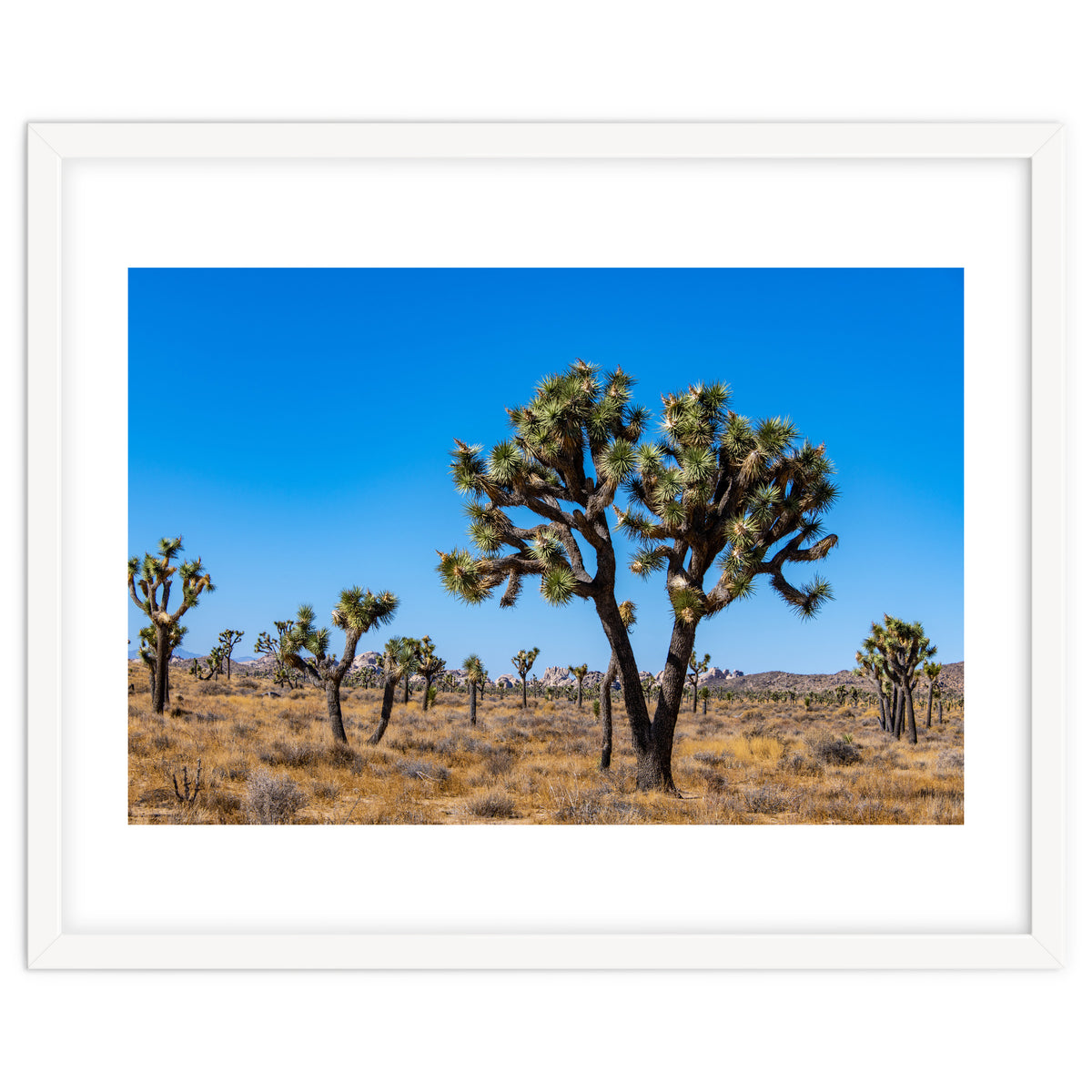 Joshua Trees