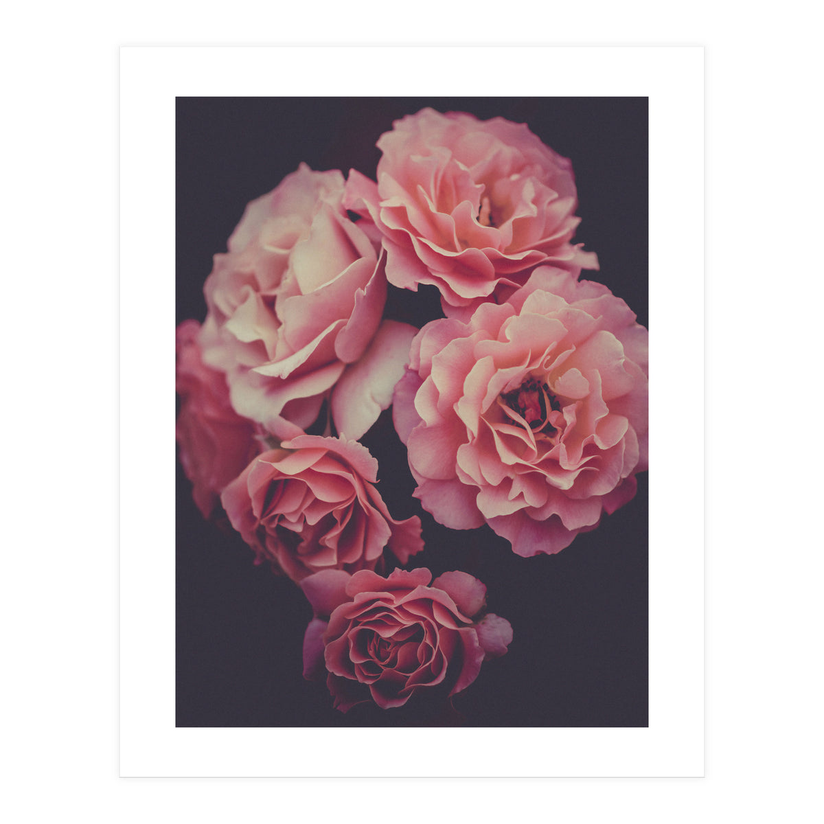 Dreamy Roses (Print Only)