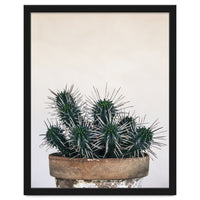 cactus nature XI