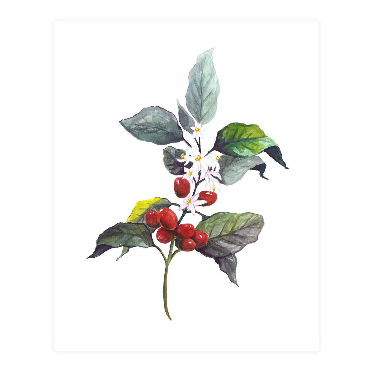 1 Botanical Illustration Kaffee Pflanze (Print Only)