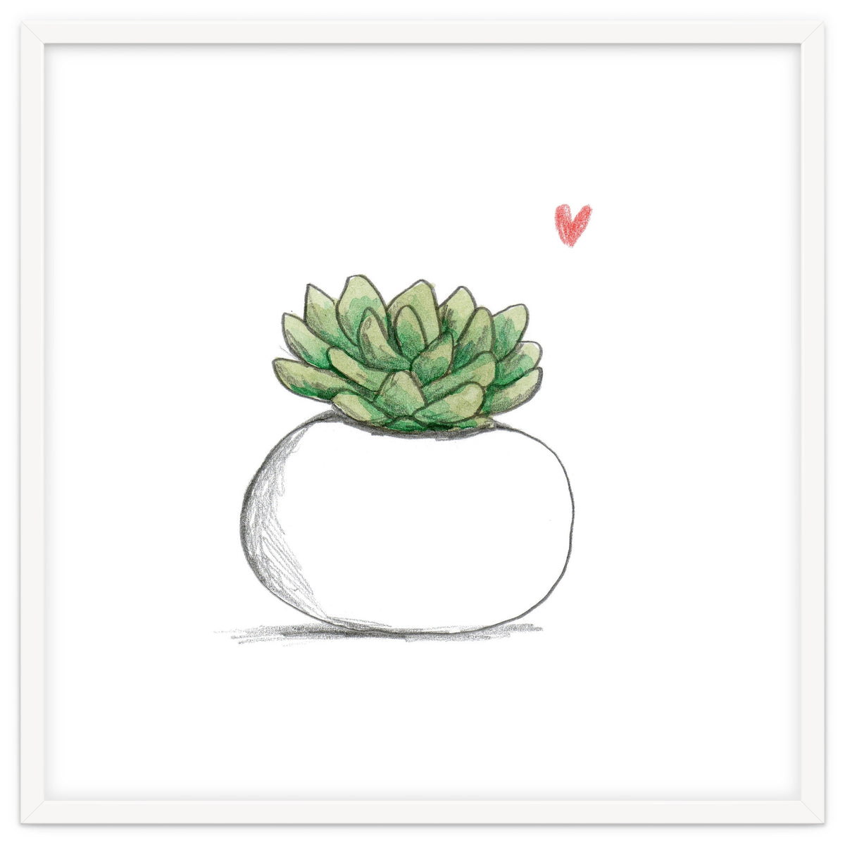 Succulent in Small White Planter