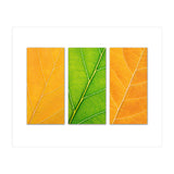 Autumn Leaves (Print Only) thumbnail