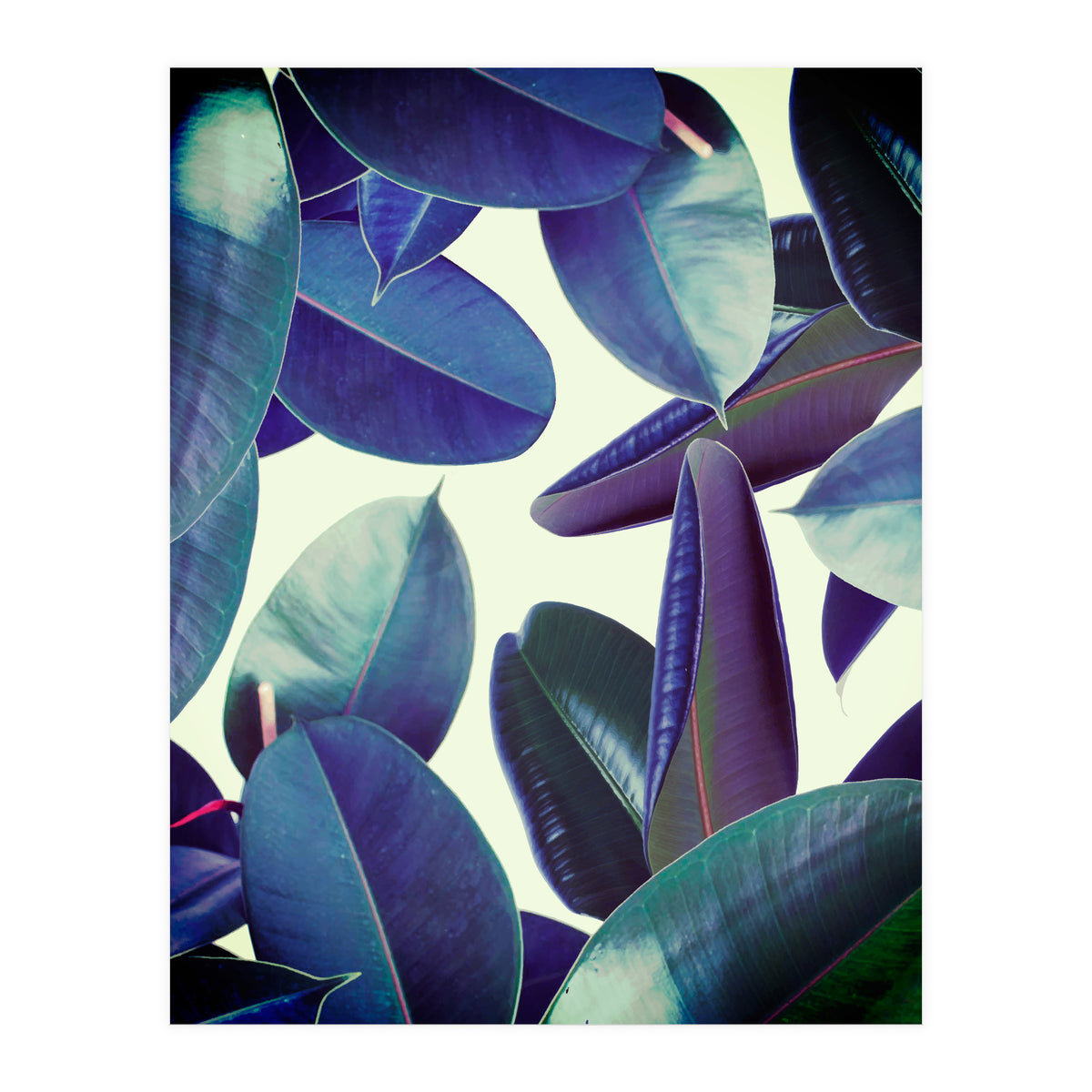 Elastica Amaro (Print Only)