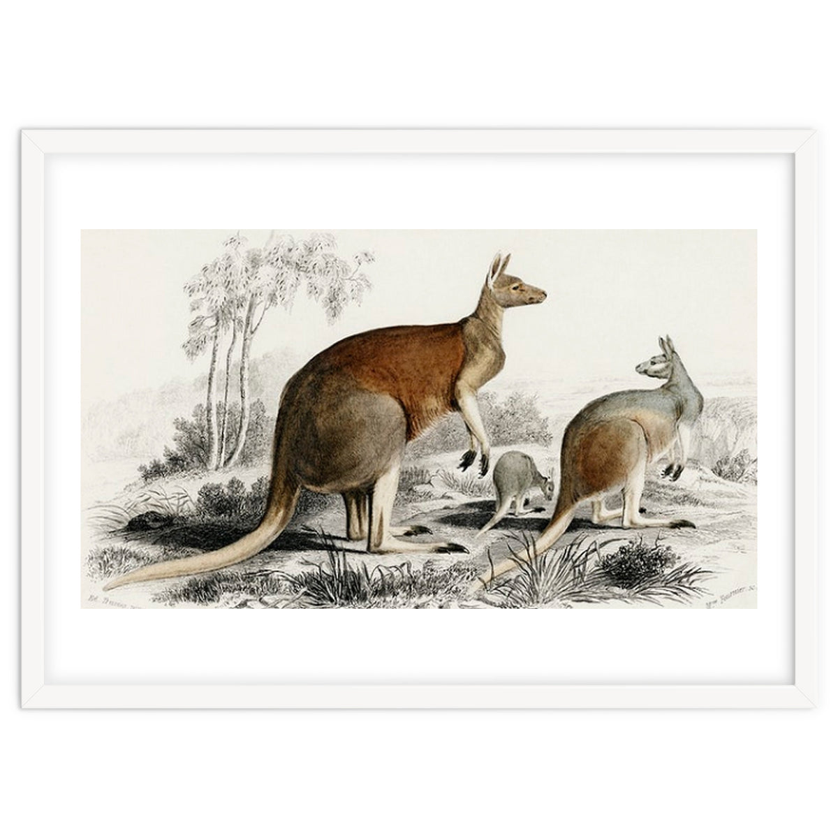 The red kangaroo illustrated