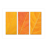 Autumn Leaves (Print Only) thumbnail