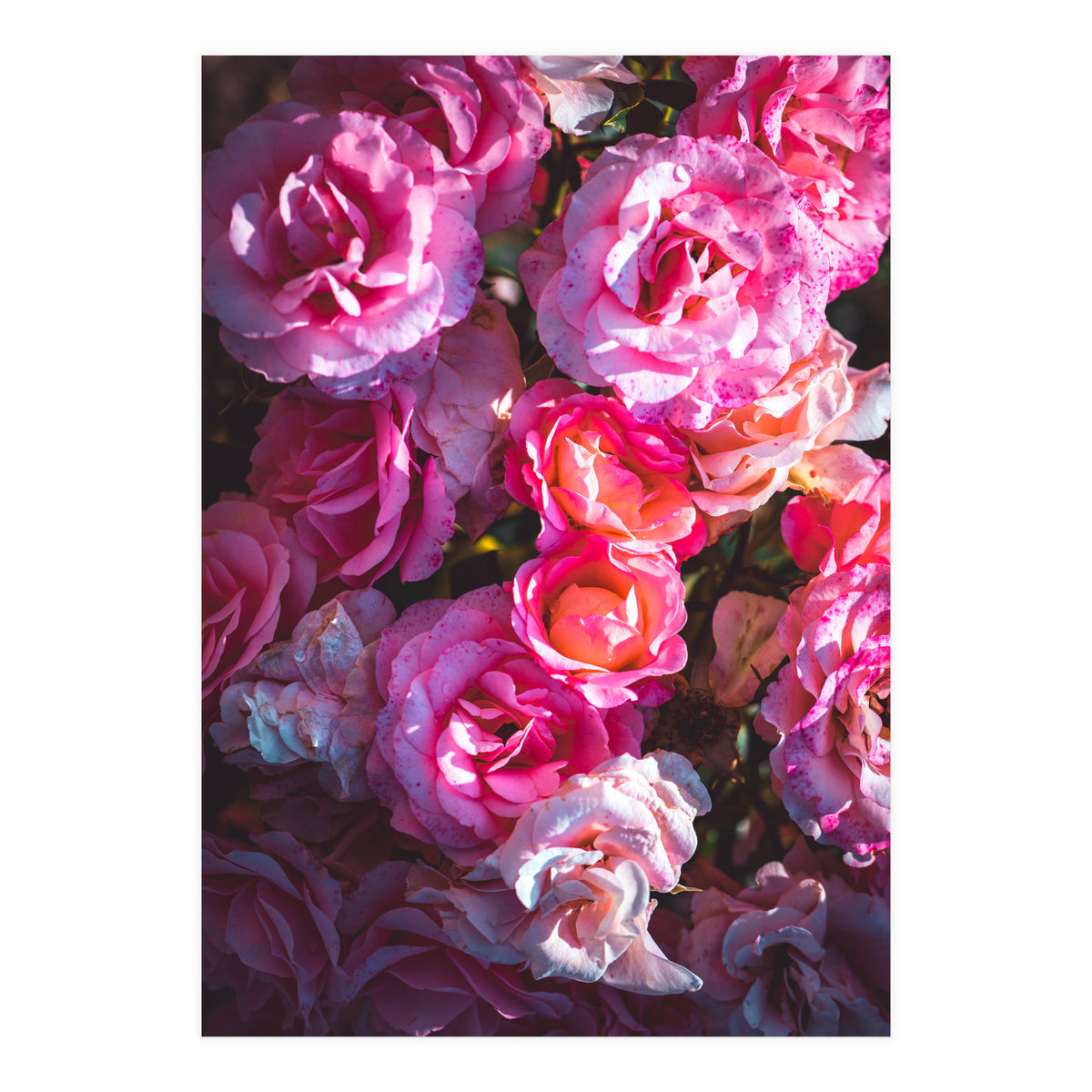 Rose Flowers  (Print Only)
