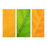 Autumn Leaves (Print Only) thumbnail