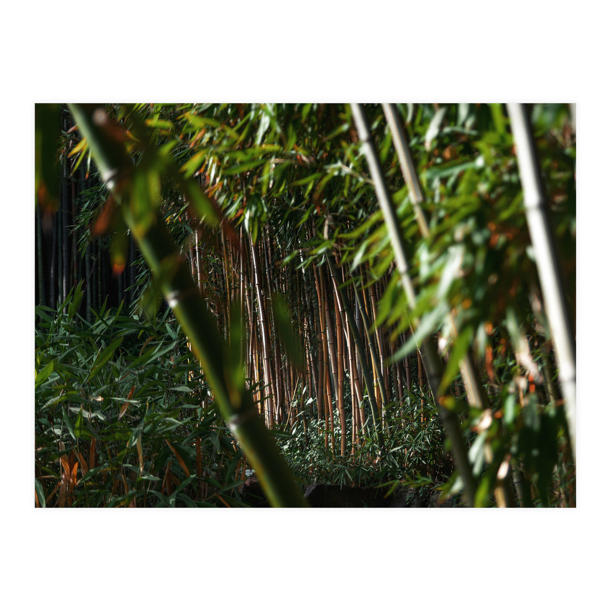 Scorpion (Print Only)