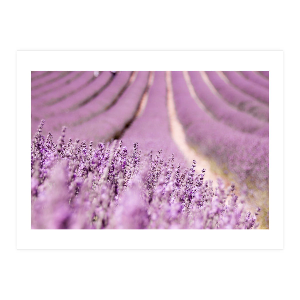 Lavender Happiness (Print Only)