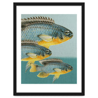Fish Classic Designs 12