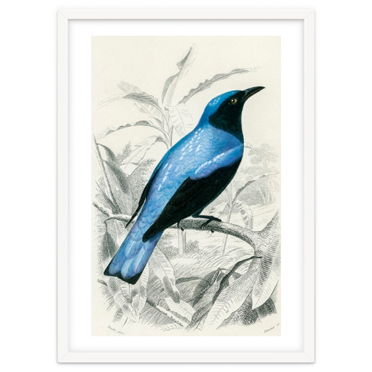 Square-tailed drongo illustrated