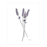 Lavender (Print Only) thumbnail