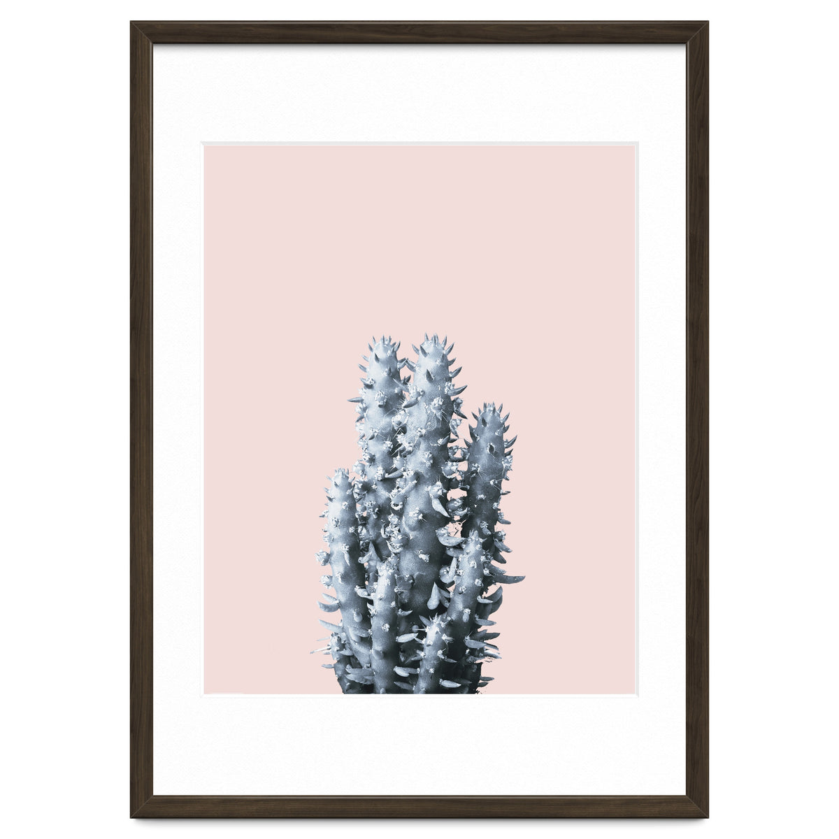 Cactus collection BL-III