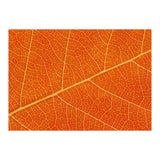 Autumn Leaf (Print Only) thumbnail