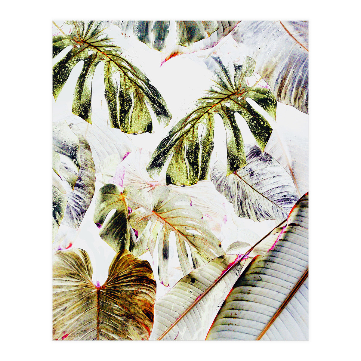 Vintage Tropica (Print Only)