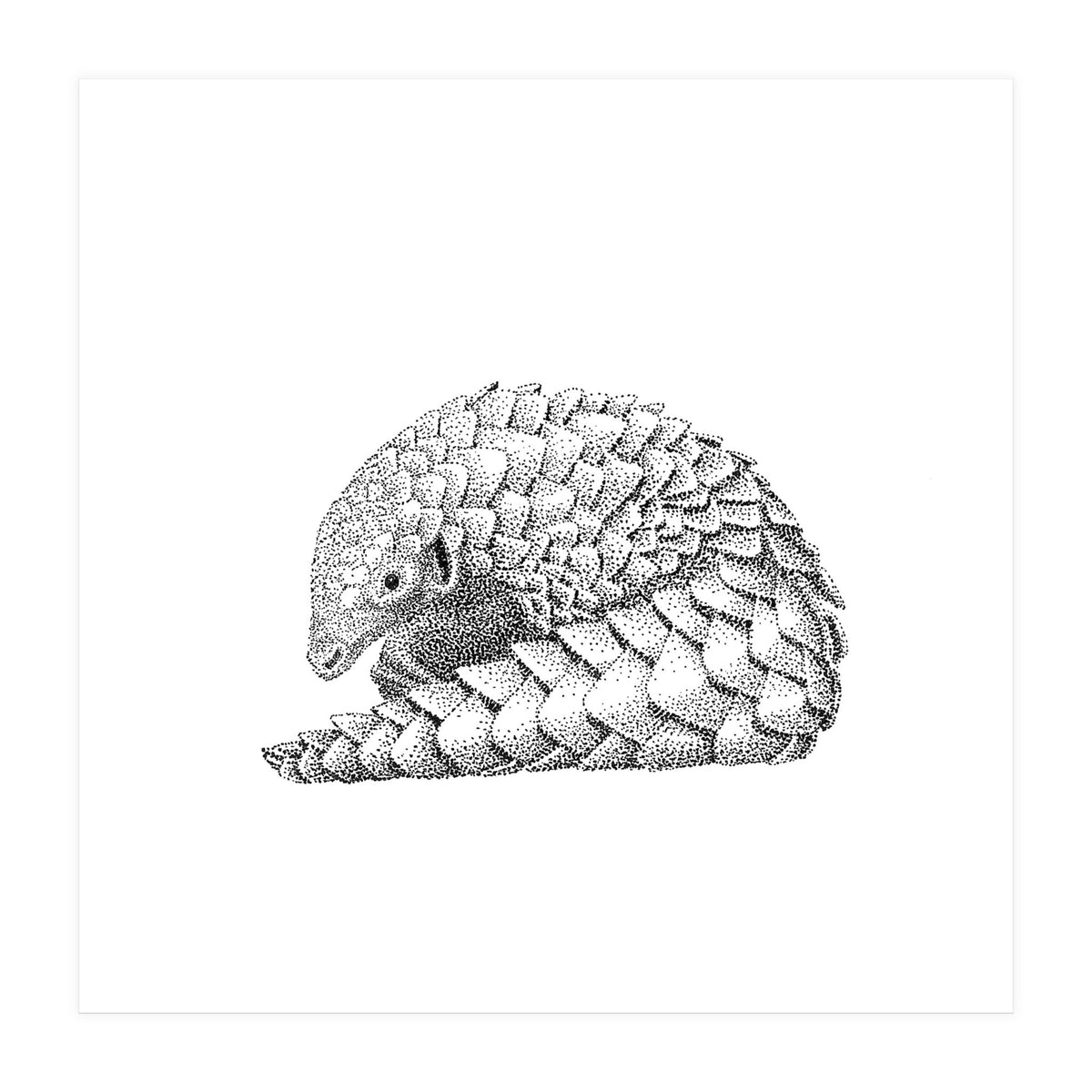 Pangolin (Print Only)