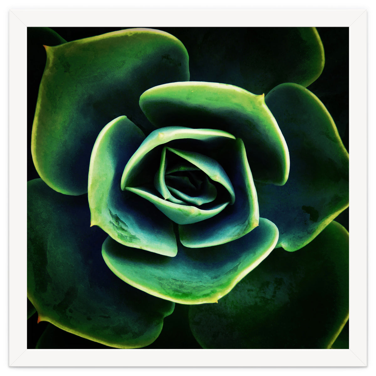 DARKSIDE OF SUCCULENTS XIV