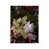 White Rose Garden (Print Only) thumbnail