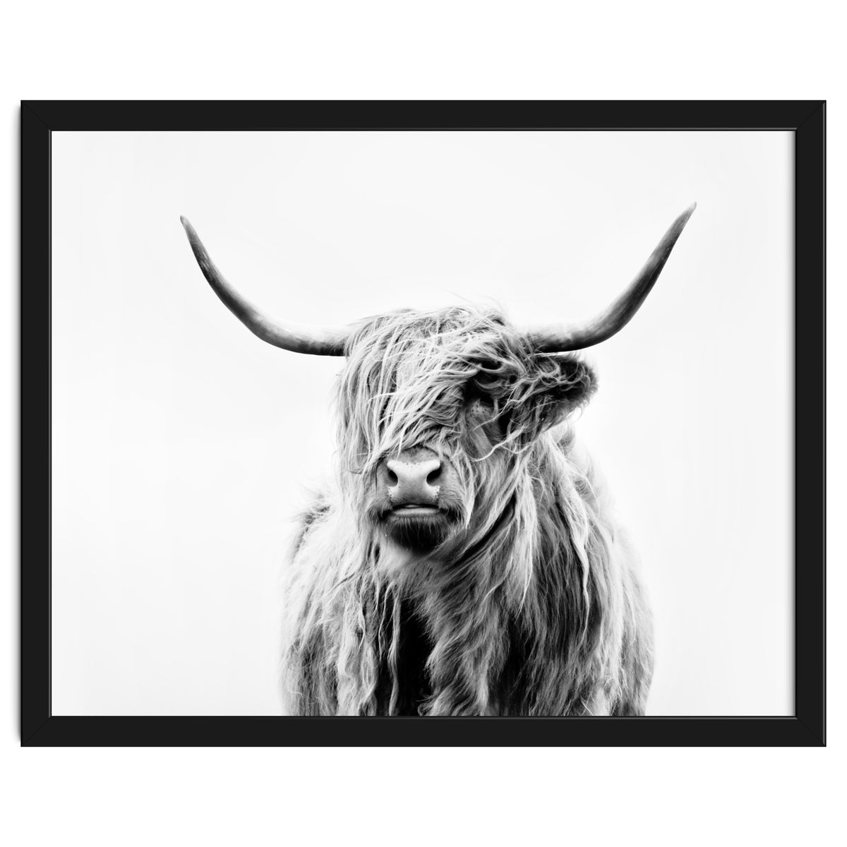 Portrait of a Highland Cow II