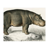 Hippopotamus illustrated (Print Only) thumbnail