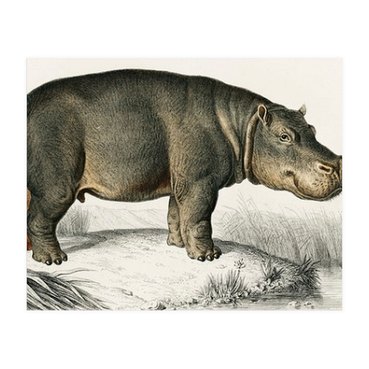 Hippopotamus illustrated (Print Only)