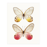 Cc Butterflies 04 (Print Only) thumbnail