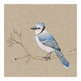 Blue jay (Print Only) thumbnail
