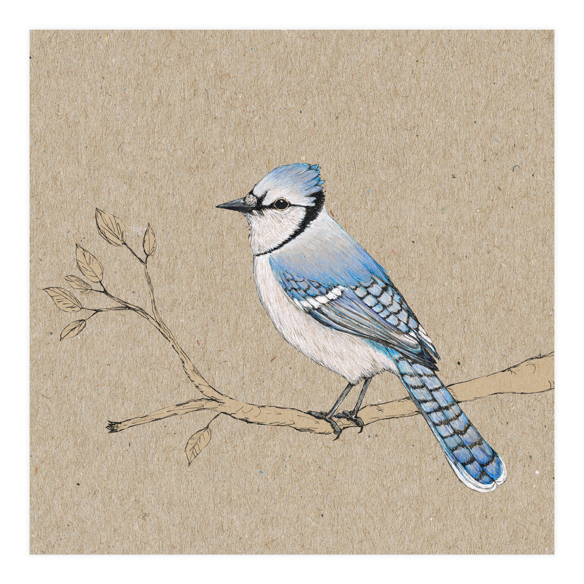 Blue jay (Print Only)