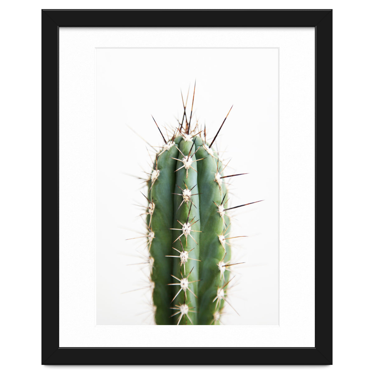 Cacti