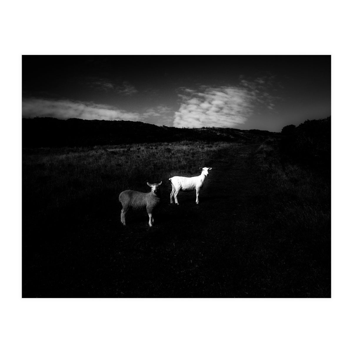 black and white (Print Only)