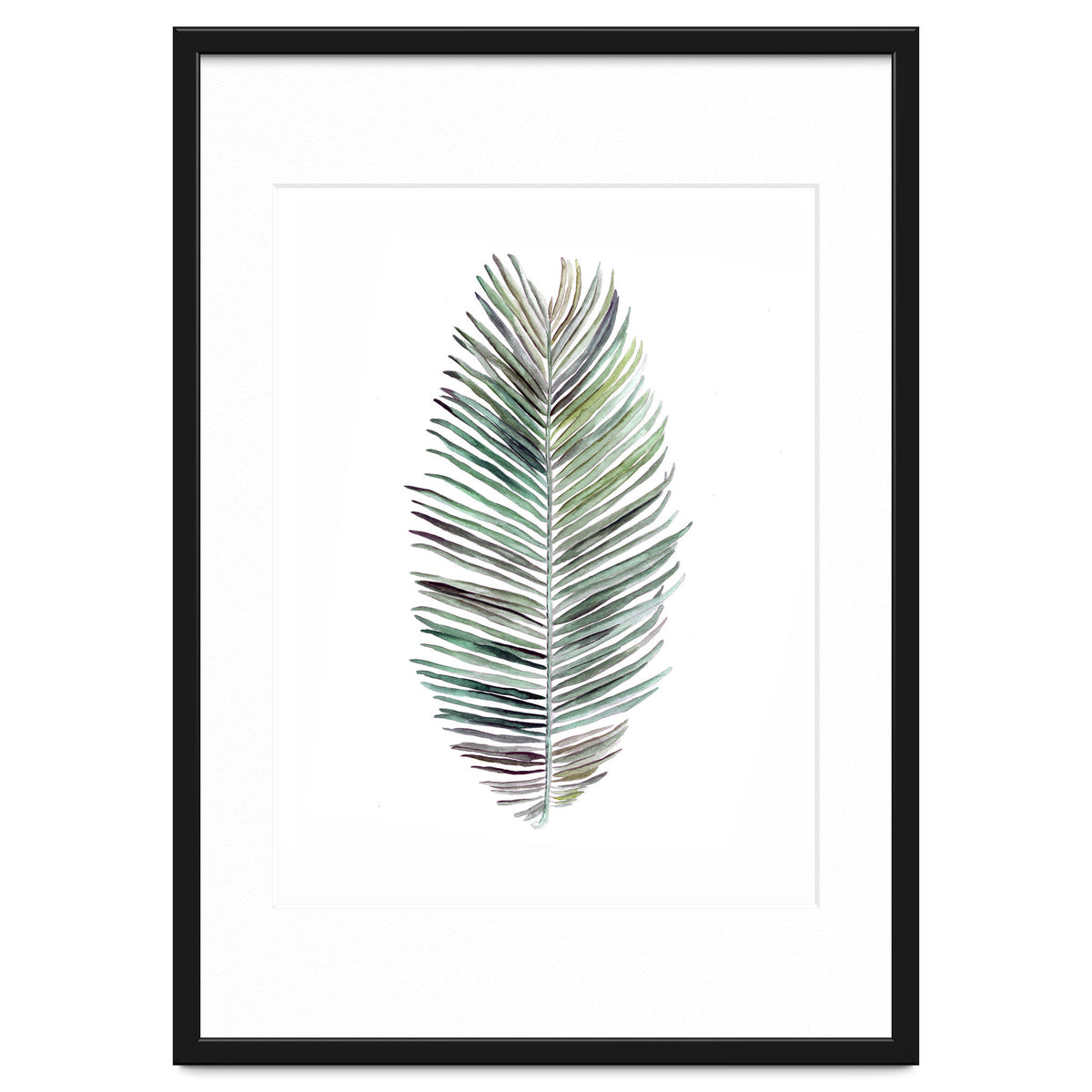 Botanical Illustration Cocos Palm