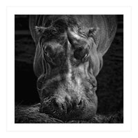 Hippopotamus (Print Only)