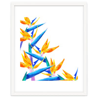 Bird Of Paradise Watercolor