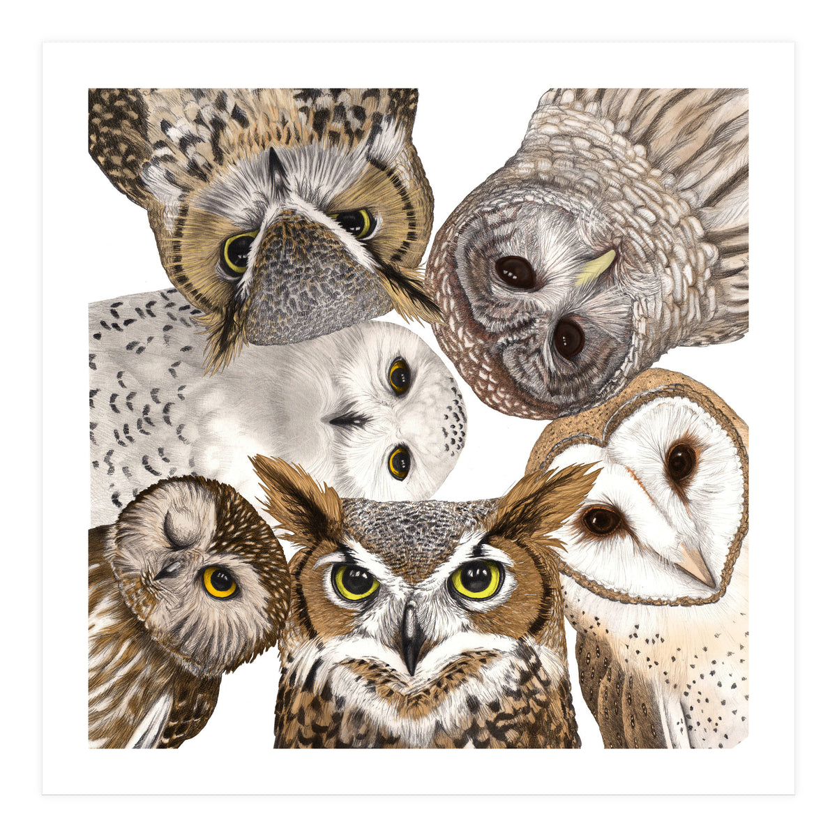 Owls (Print Only)