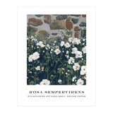 Rosa Sempervirens  (Print Only) thumbnail
