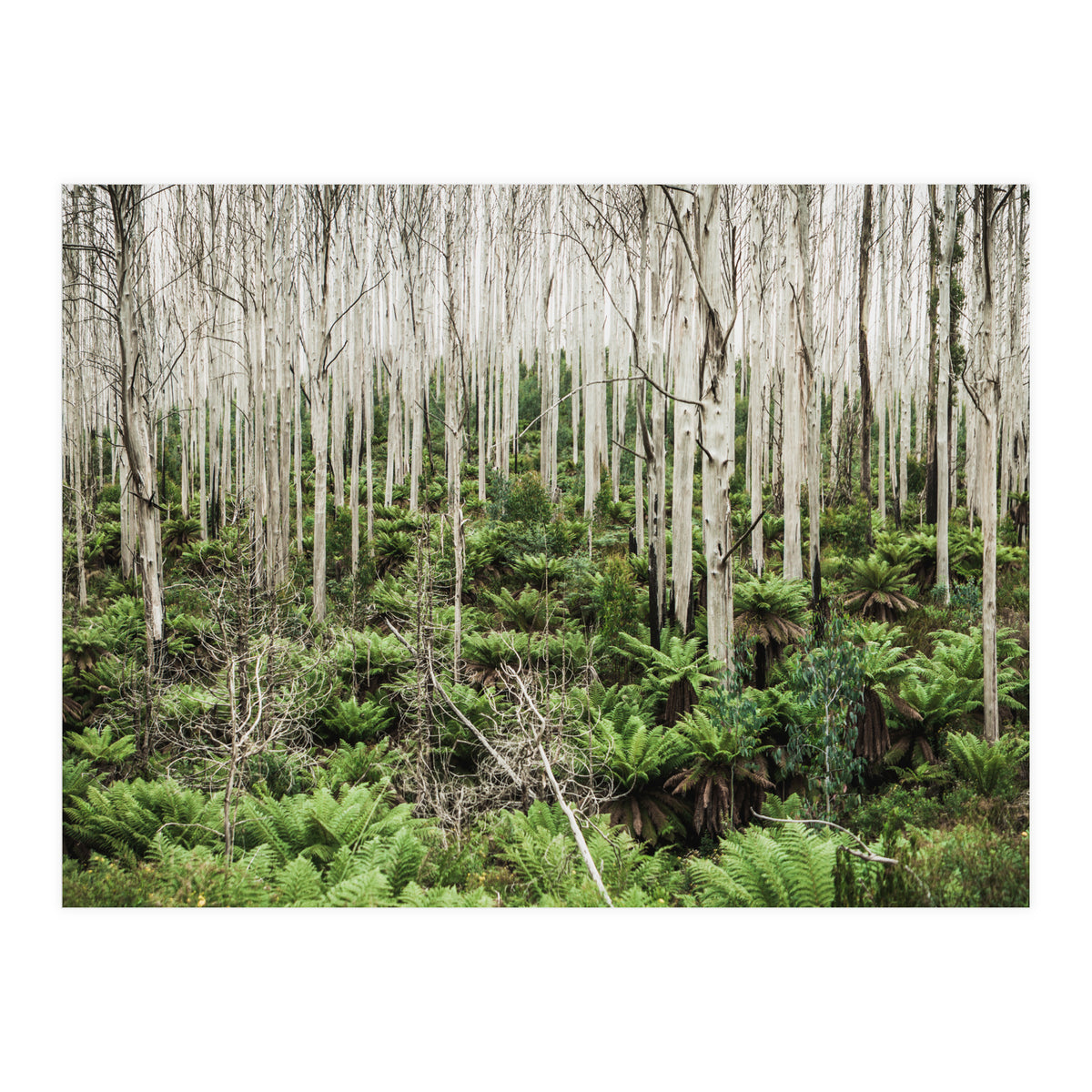 Forest After The Fire (Print Only)