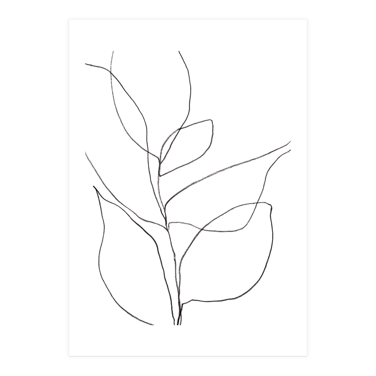 Plant Line Drawing (Print Only)