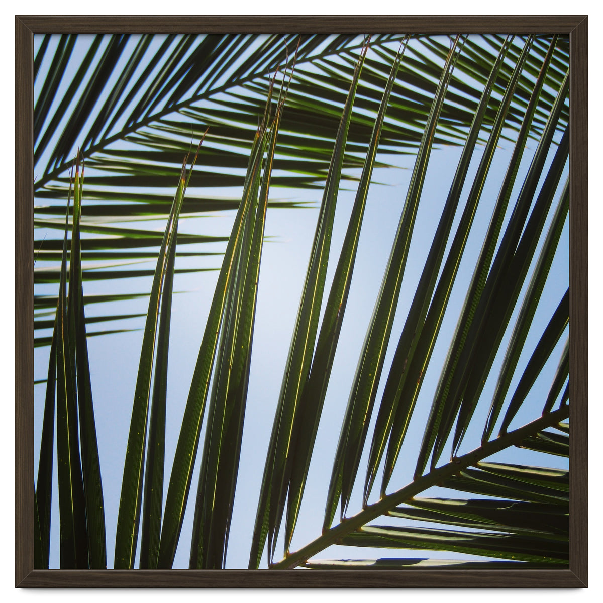 palm fronds