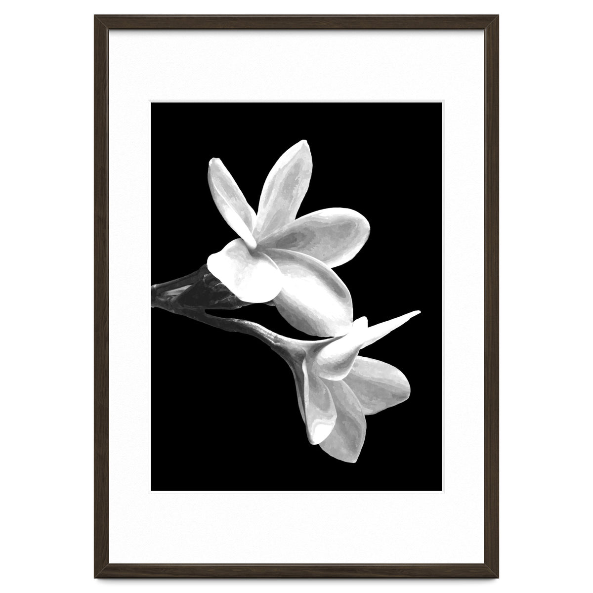 Black and White Flowers