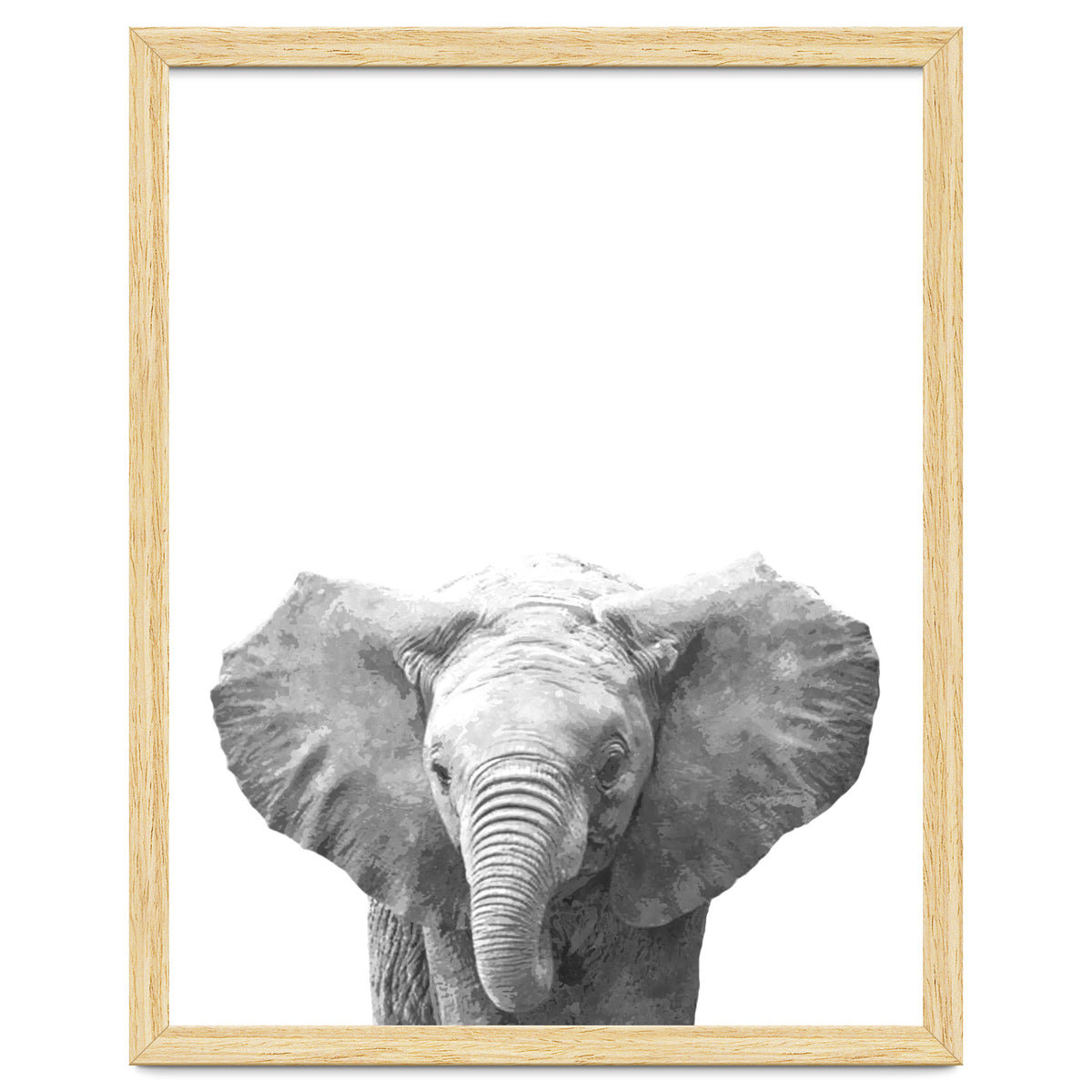 Black and White Baby Elephant